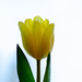 Yellow tulip by elisasaeter