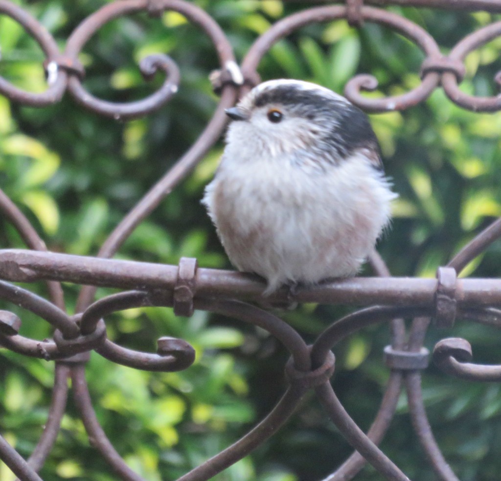 Long Tailed Tit  by countrylassie