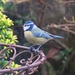 Blue Tit? by countrylassie