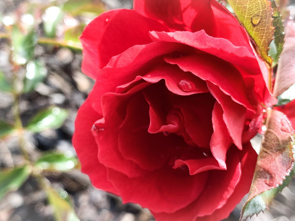Winter rose by shutterbug49