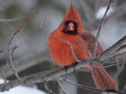 19th Jan 2019 - snow bird