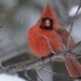 snow bird by corktownmum