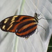 Butterfly 4 by selkie