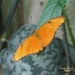 Butterfly 5 by selkie