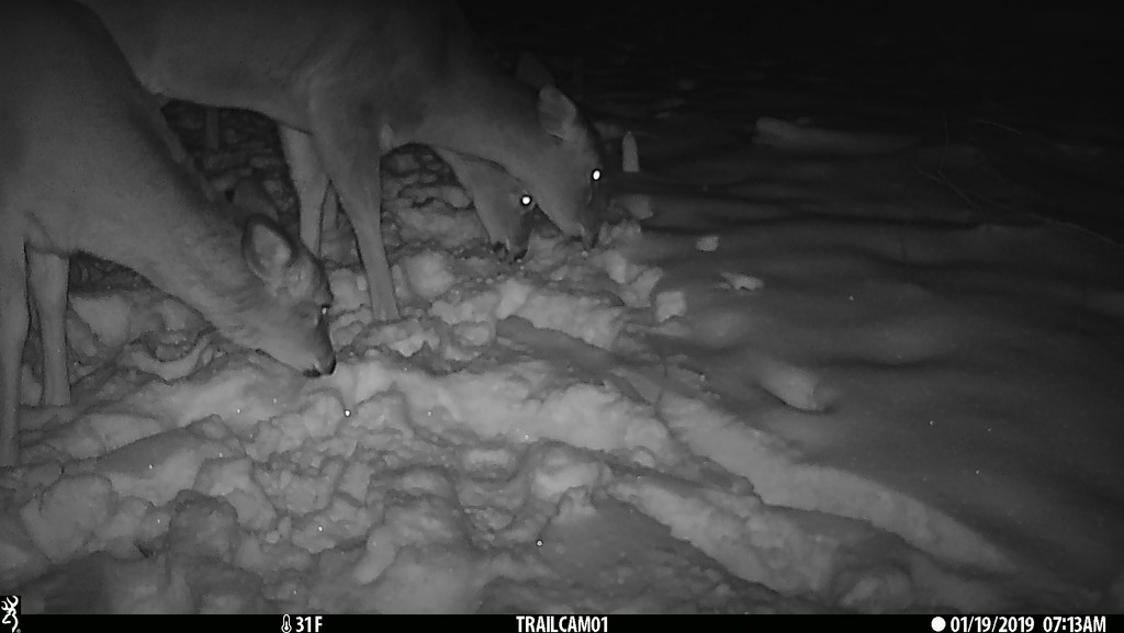 First trail camera pic by aschweik