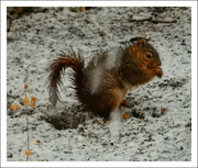 18th Jan 2019 - Squirrel in Snow