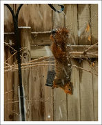 18th Jan 2019 - Squirrel  on feeder