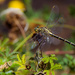 Dragonfly by gigiflower
