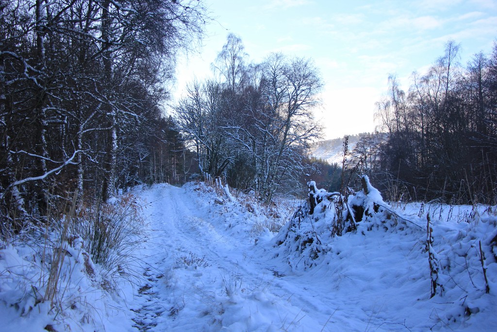A Winter Wonderland by jamibann