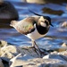 LAPWING by markp
