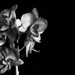 Infra Red Orchid by fbailey