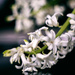 Hyacinths by atchoo