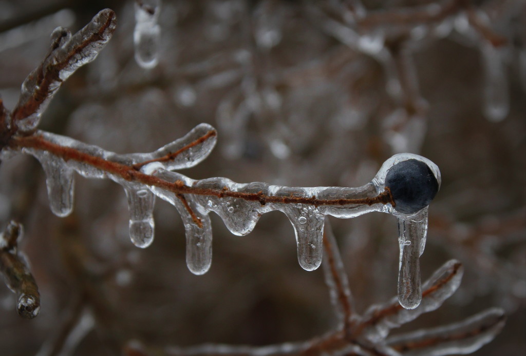 Day 20:  Encased In Ice by sheilalorson