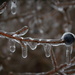 Day 20:  Encased In Ice by sheilalorson