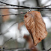 Winter Leaf by seattlite