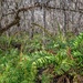 Abundant ferns by danette