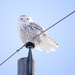 The beautiful snowy owl! by fayefaye