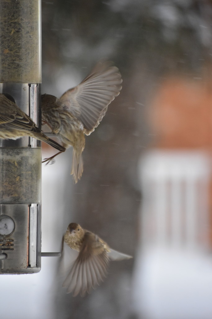 Rush Hour at the Feeder by jayberg