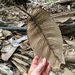 Dried leaf.  by cocobella