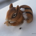 Chippie in Snow by selkie