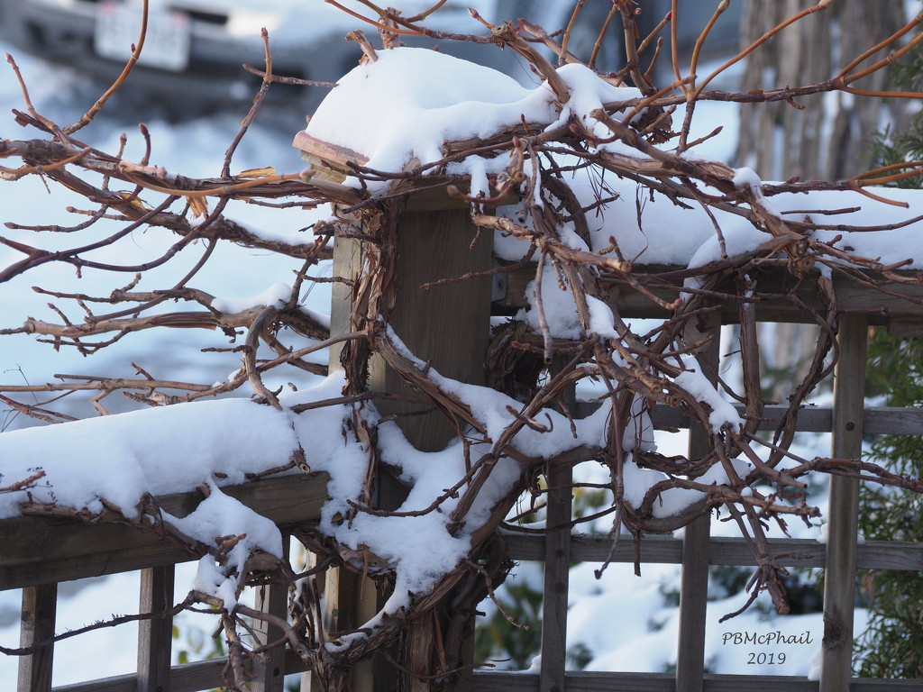 Vines in Snow by selkie