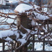 Vines in Snow by selkie