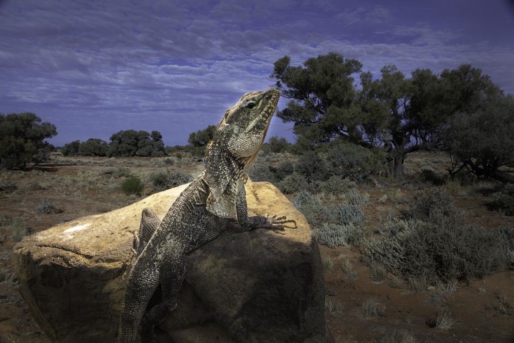 Famous frill-neck lizard by pusspup