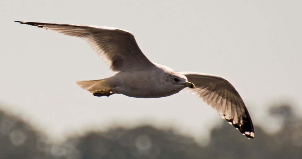 Seagull Overhead! by rickster549