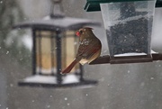 20th Jan 2019 - Female cardinal feeding in a snow storm and -17c