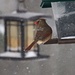 Female cardinal feeding in a snow storm and -17c