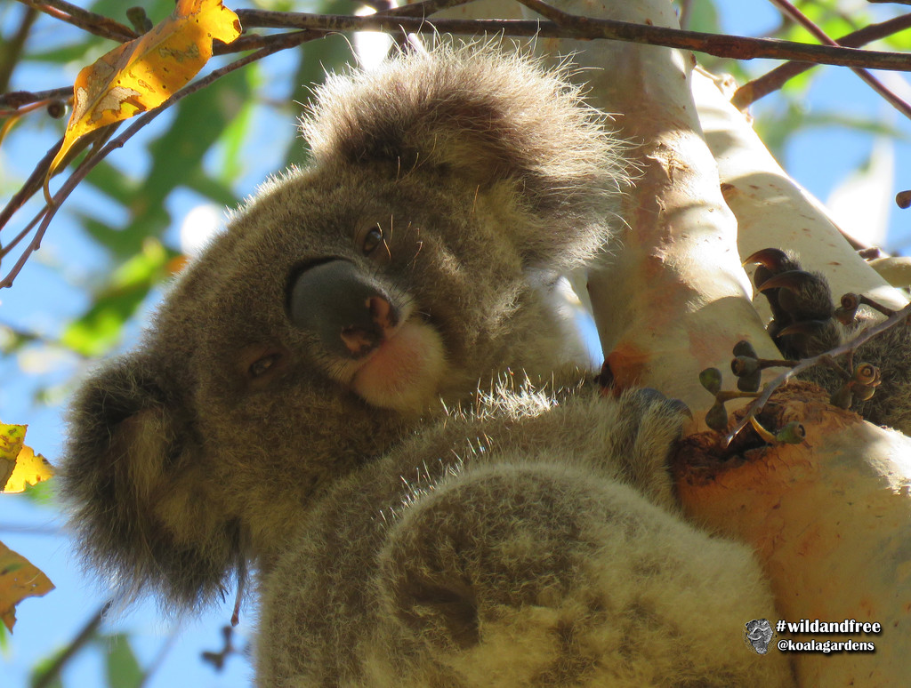 hey Frankie by koalagardens