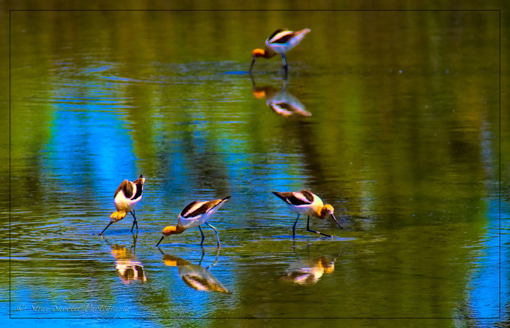 Avocet Party by stray_shooter