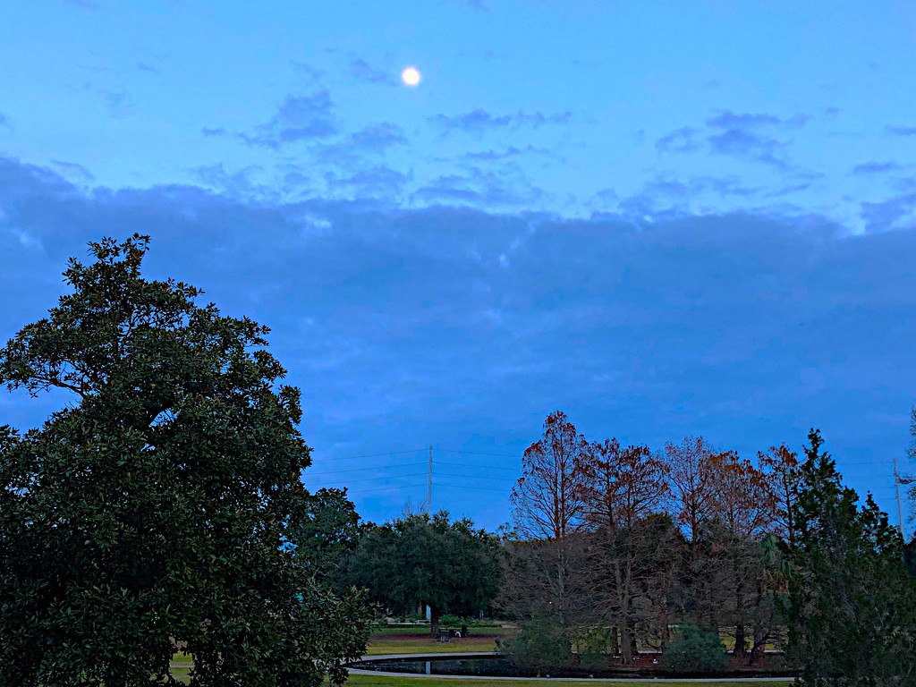 Moon above Hampton Park by congaree