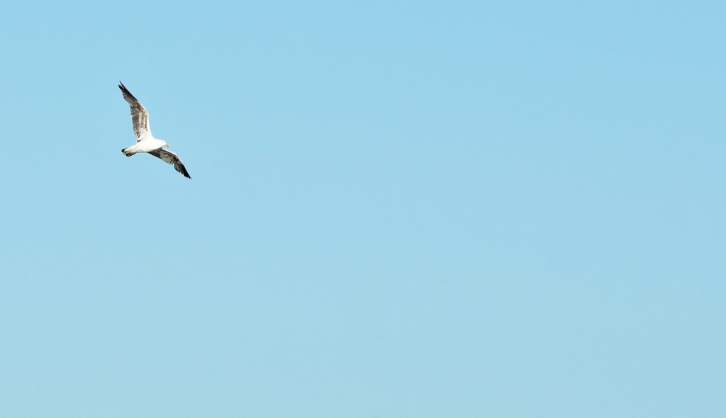 Alone seagull by Dawn