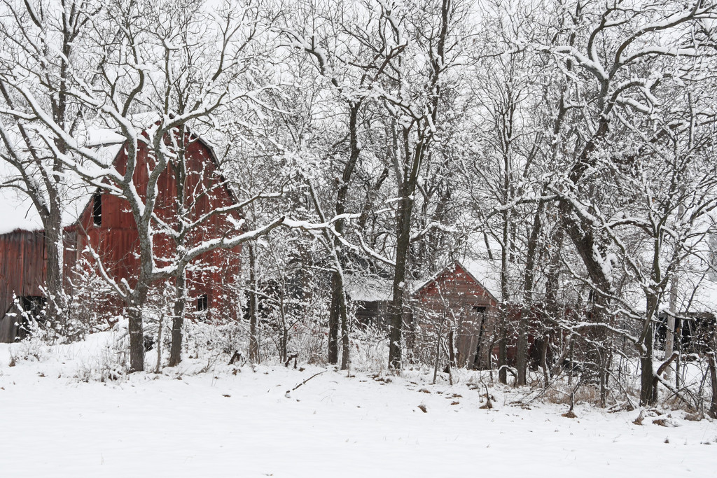 Two Red Barns in Snow by kareenking