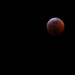 Super Blood Wolf Moon Total Lunar Eclipse  by bilbaroo