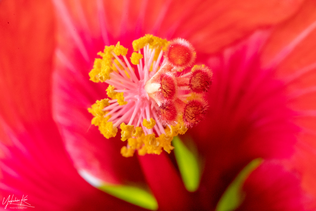 Inside a Hibiscus by yorkshirekiwi