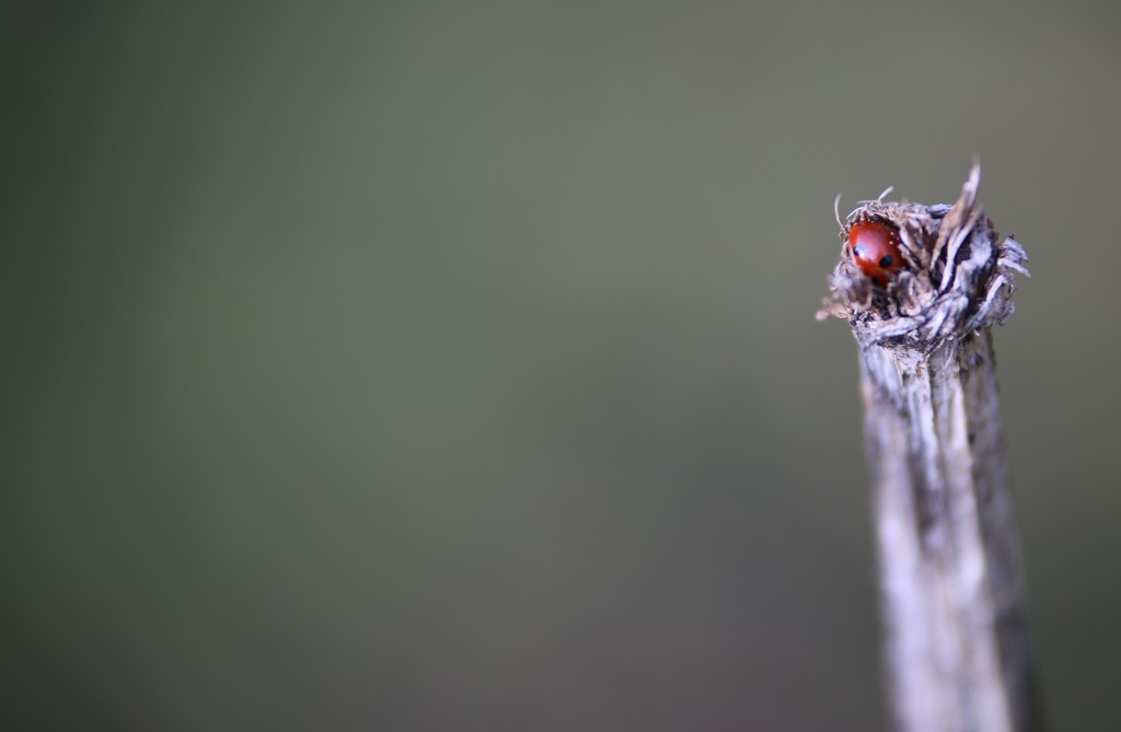 Ladybird by phil_sandford