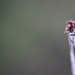 Ladybird by phil_sandford
