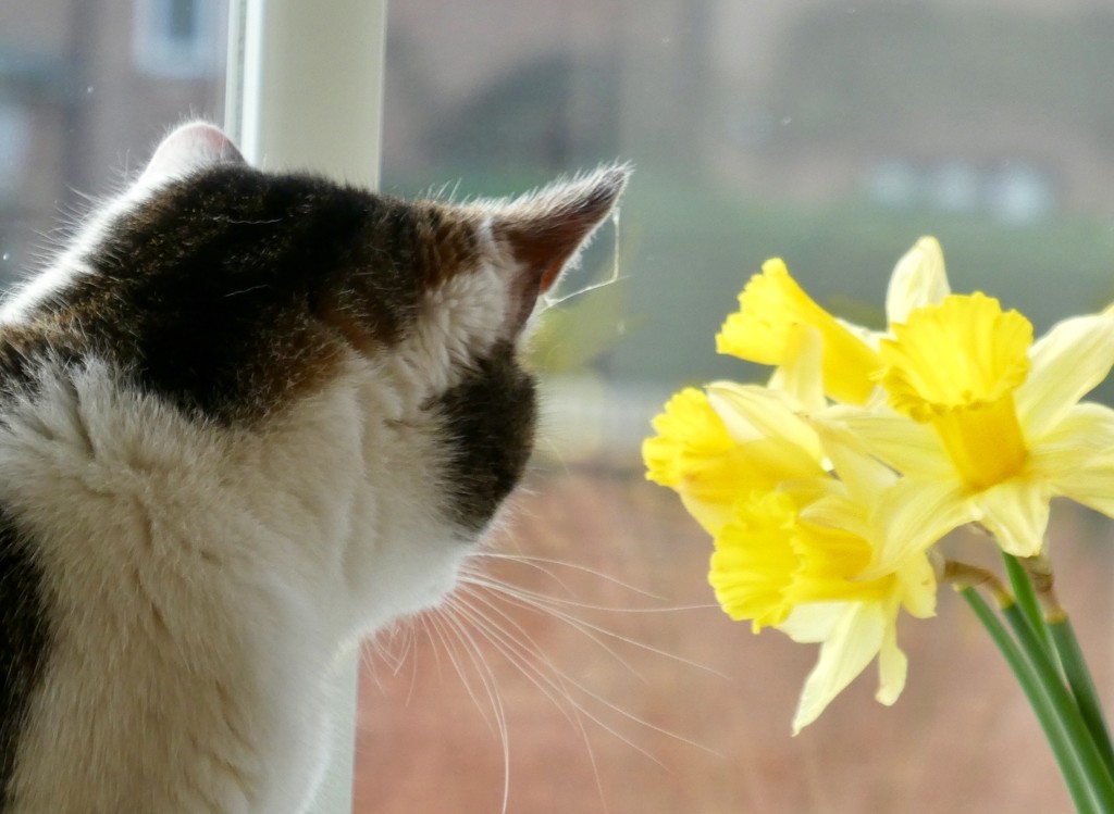 Furbie and Waitrose daffodils by orchid99