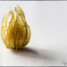 Physalis by atchoo