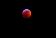 21st Jan 2019 - Blood Red Wolf Moon