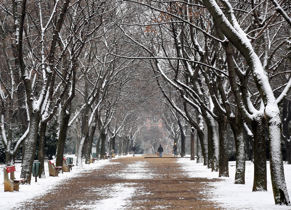 Winter walk in the Park by kork