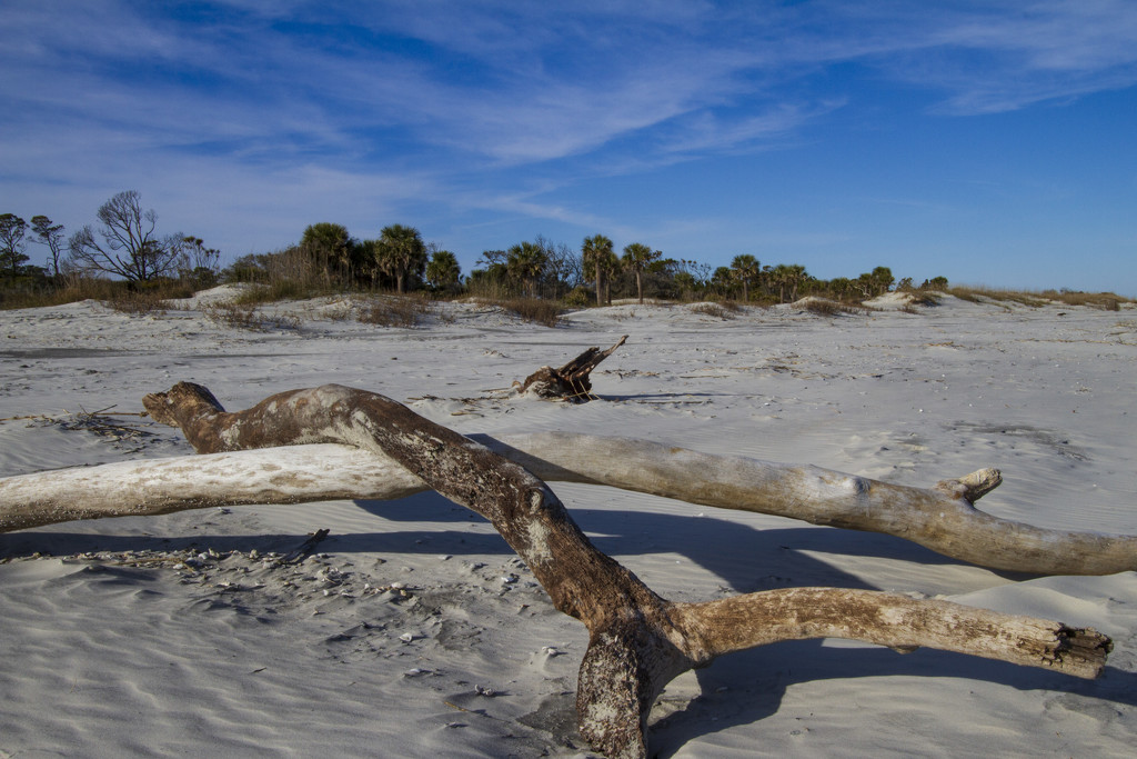 Hunting Island driftwood by kvphoto