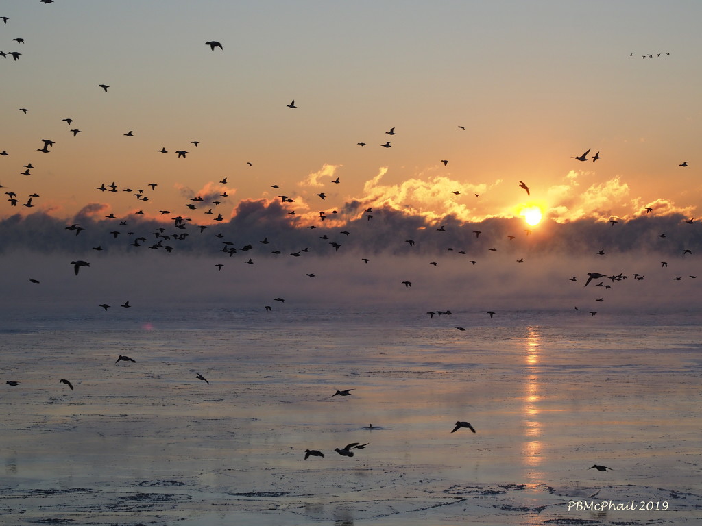 The Birds Like the Sun, Too! by selkie