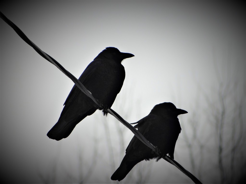 Crow Visit by brillomick