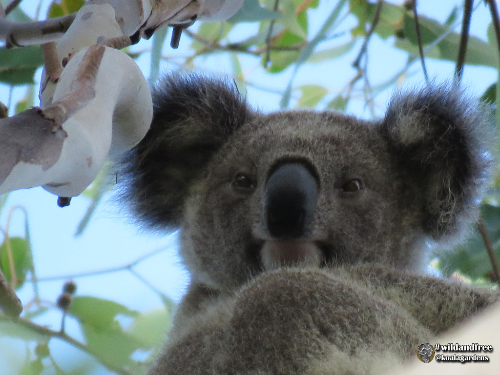 Summer delight by koalagardens