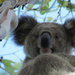 Summer delight by koalagardens