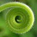 spiral by kali66