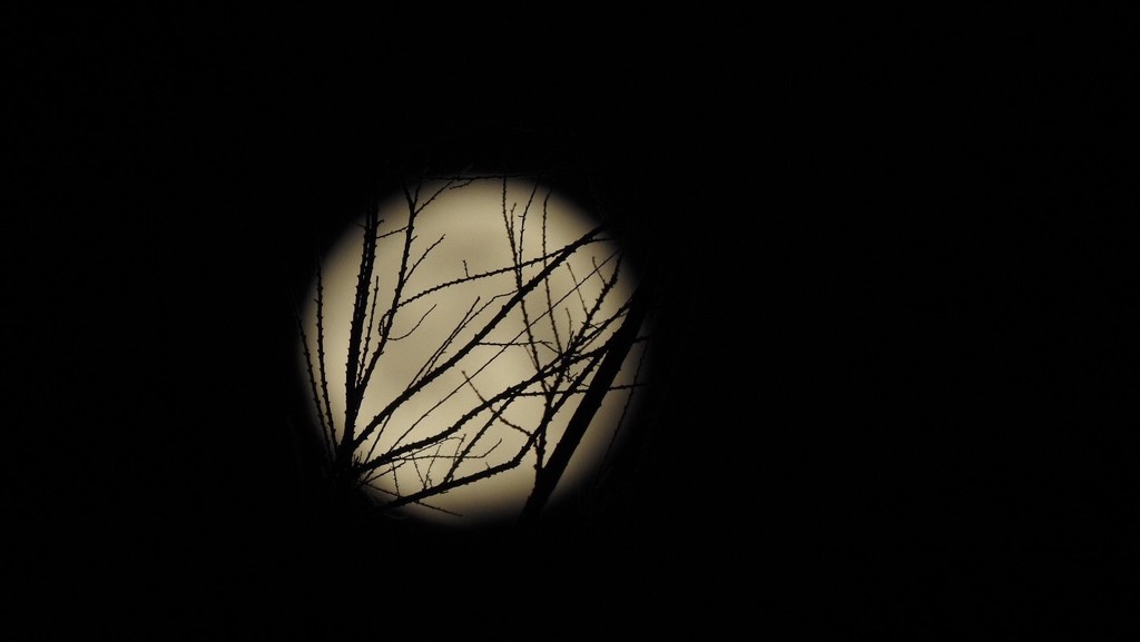 Moonlight twigs by mattjcuk
